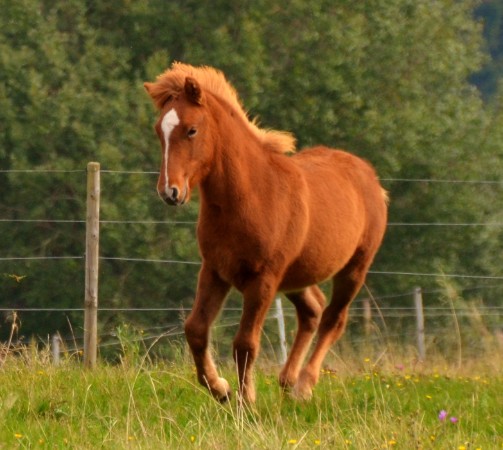 Nachzucht 2015 Fjoelvar vom Berghof