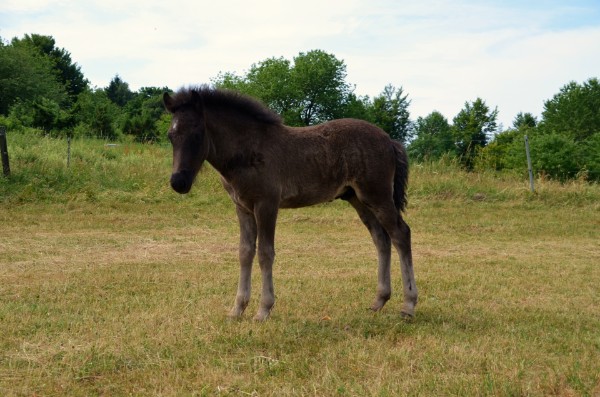 Nachzucht 2015 Krakur vom Berghof